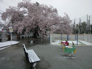 酒一献でもいきたい気分の　積雪の満開桜でした。